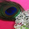 Peacock Feather