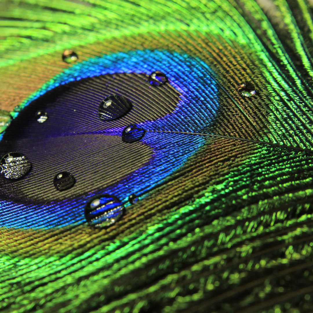 Peacock Feathers